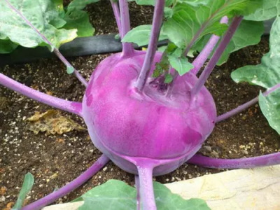 擘蓝食用药用价值上海食堂配送