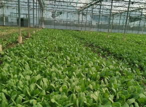 上海蔬菜生鲜配送服务中心