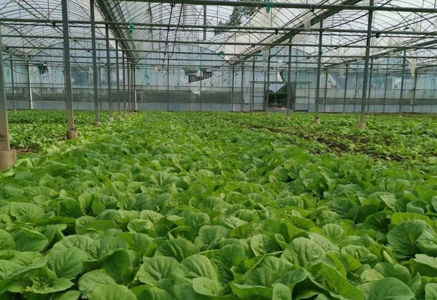 上海食堂蔬菜生鲜配送