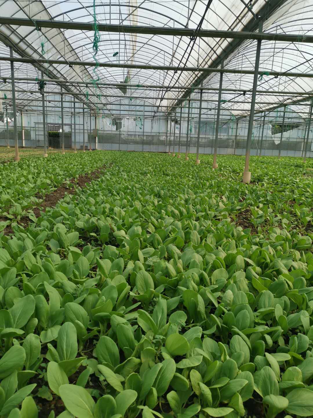 食堂蔬菜生鲜配送都有什么优点?