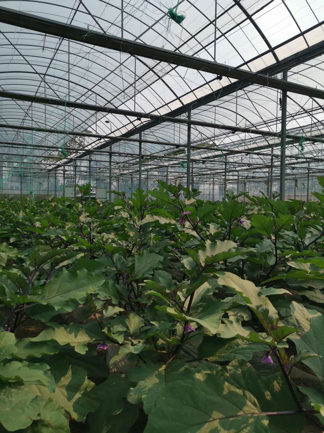 上海食堂生鲜配送服务的优势